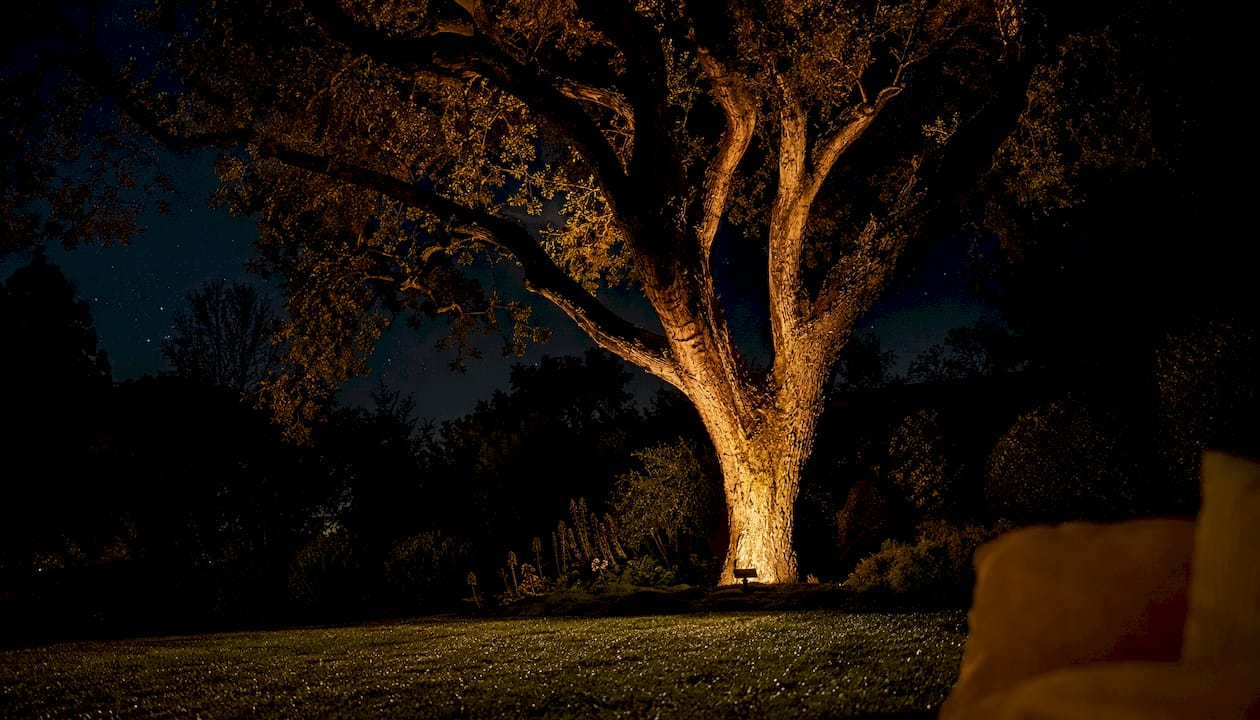 Uplighted large tree in landscaped yard