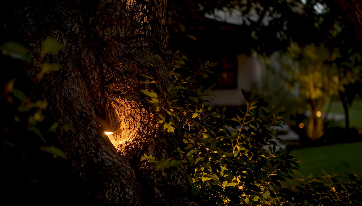 Landscape Lighting Brightness Levels: A Homeowner's Guide Warm LED outdoor light casting amber glow on tree bark