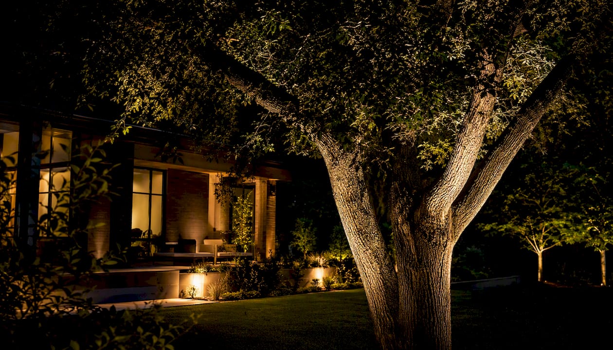 Cross Lighting: Definition, Setups, and Real-World Uses Oak tree illuminated with cross lighting at night