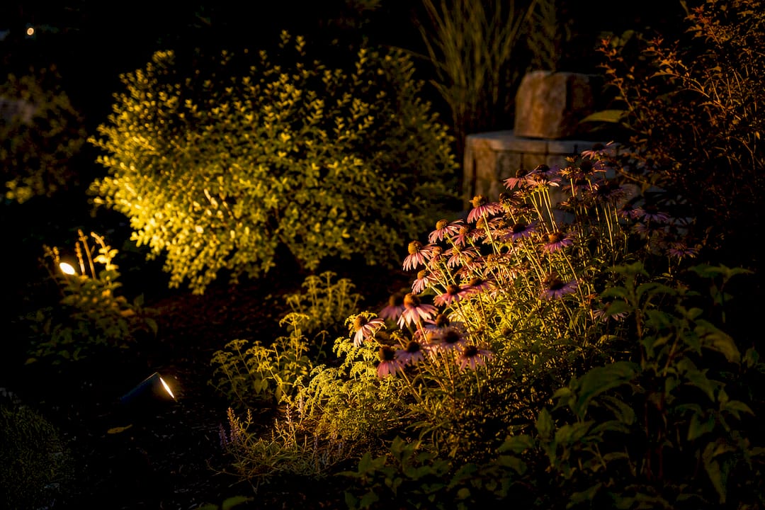 What Is Spread Lighting Outdoors? A Homeowner's Guide Outdoor garden showing contrasting beam spreads on plants
